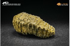 Rastellum Carinatum