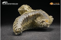 Rastellum Carinatum
