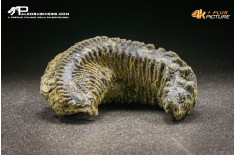 Rastellum Carinatum