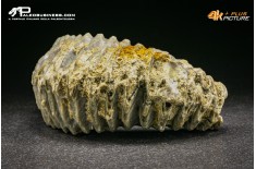 Rastellum Carinatum