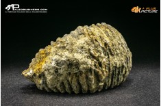 Rastellum Carinatum
