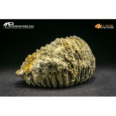 Rastellum Carinatum