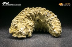 Rastellum Carinatum