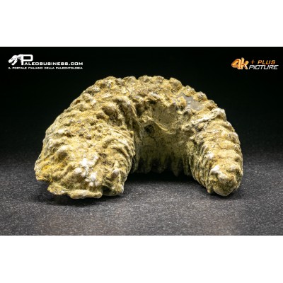 Rastellum Carinatum