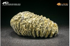 Rastellum Carinatum