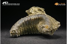 Rastellum Carinatum