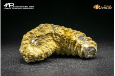 Rastellum Carinatum