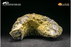 Rastellum Carinatum