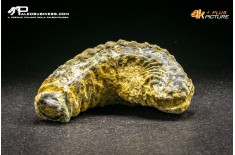 Rastellum Carinatum