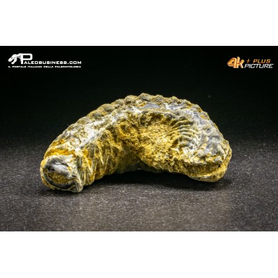 Rastellum Carinatum