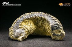 Rastellum Carinatum