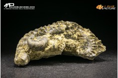Rastellum Carinatum