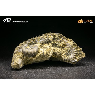 Rastellum Carinatum