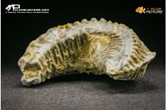 Rastellum Carinatum