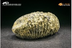 Rastellum Carinatum