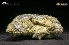 Rastellum Carinatum