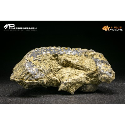 Rastellum Carinatum