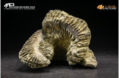 Rastellum Carinatum