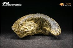 Rastellum Carinatum