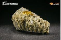 Rastellum Carinatum