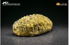 Rastellum Carinatum
