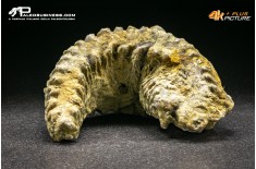 Rastellum Carinatum