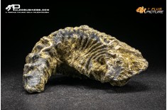Rastellum Carinatum