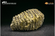 Rastellum Carinatum
