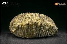 Rastellum Carinatum