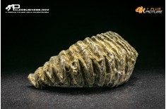 Rastellum Carinatum