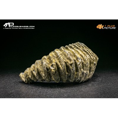 Rastellum Carinatum