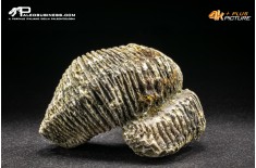 Rastellum Carinatum