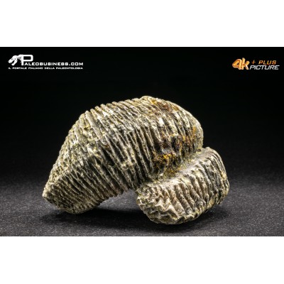Rastellum Carinatum