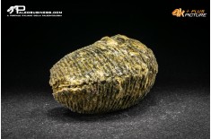 Rastellum Carinatum