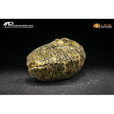 Rastellum Carinatum
