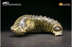 Rastellum Canarian