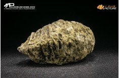 Rastellum Carinatum