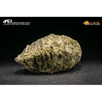 Rastellum Carinatum