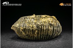 Rastellum Carinatum