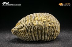 Rastellum Carinatum