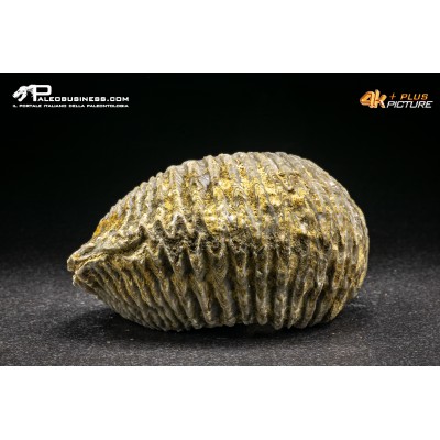 Rastellum Carinatum