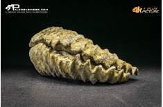 Rastellum Canarian