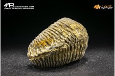 Rastellum Carinatum