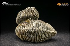 Rastellum Carinatum