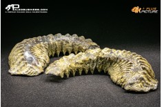 Rastellum Canarian