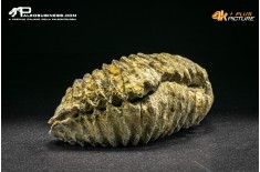 Rastellum Canarian