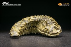 Rastellum Canarian