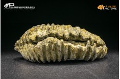 Rastellum Canarian