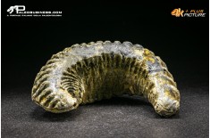 Rastellum Carinatum