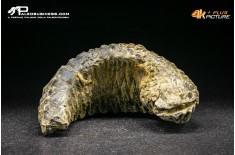 Rastellum Carinatum